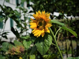 Sonnenblume mit "Besucher" im Blumenfeld vor dem Haus 2